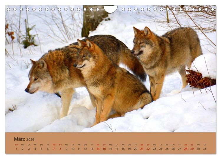 Produktbild: Begegnungen DER WOLF (Wandkalender 2026 DIN A4 quer), CALVENDO Monatskalender