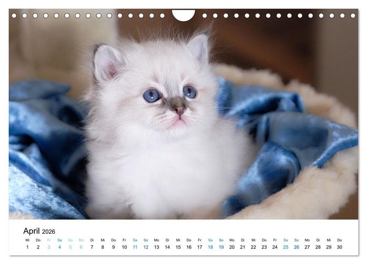 Produktbild: Heilige Birma Kitten - ein Traum auf wei&szlig;en Pf&ouml;tchen (Wandkalender 2026 DIN A4 quer), CALVENDO Monatskalender