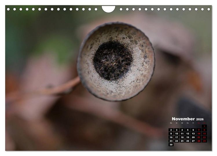 Produktbild: B&auml;ume im Detail (Wandkalender 2026 DIN A4 quer), CALVENDO Monatskalender