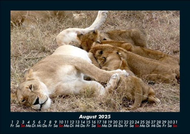 Produktbild: L&ouml;wen in der Wildnis 2025 Fotokalender DIN A5