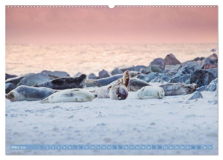 Produktbild: Kegelrobben - Die Kegelrobben von Helgoland (Wandkalender 2026 DIN A2 quer), CALVENDO Monatskalender