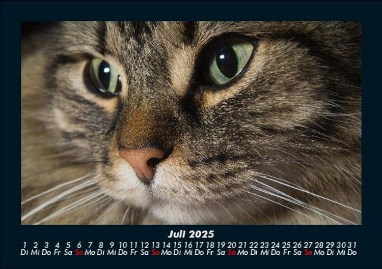 Produktbild: F&uuml;r Katzenfreunde 2025 Fotokalender DIN A5