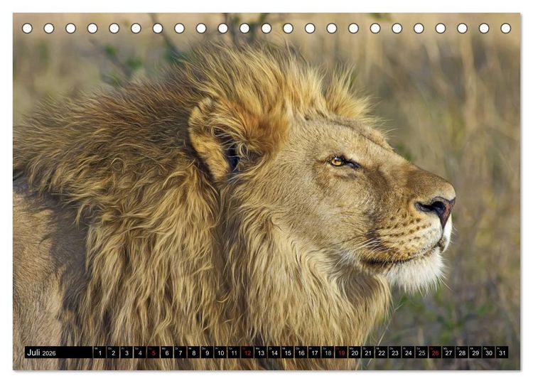 Produktbild: Wildes Leben in Afrika (Tischkalender 2026 DIN A5 quer), CALVENDO Monatskalender