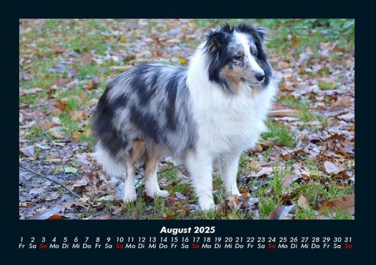 Produktbild: Der Hundekalender 2025 Fotokalender DIN A4