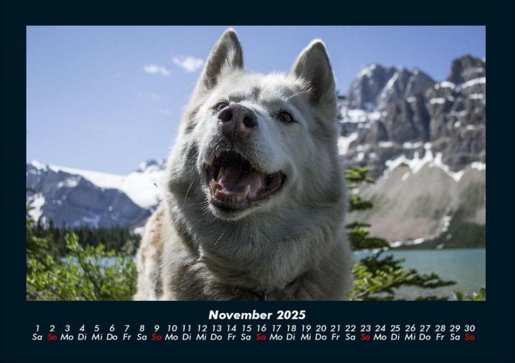 Produktbild: Hundezauber 2025 Fotokalender DIN A4