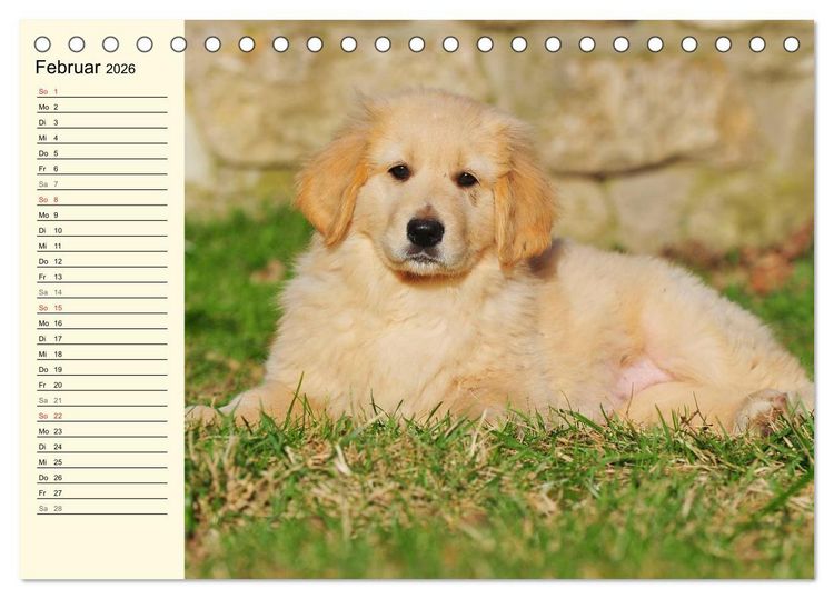 Produktbild: Mein bester Freund - Der Hovawart (Tischkalender 2026 DIN A5 quer), CALVENDO Monatskalender