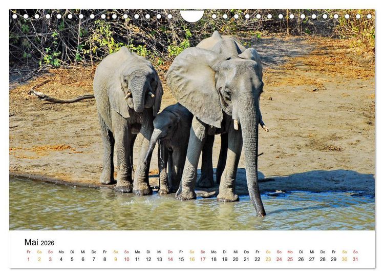 Produktbild: Elefanten Impressionen (Wandkalender 2026 DIN A4 quer), CALVENDO Monatskalender