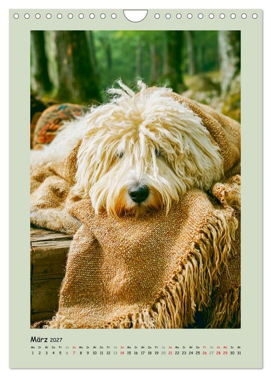 Produktbild: Dreadlocks auf Pfoten. Ungarische Hirtenhunde im Zottelfell (Wandkalender 2027 DIN A4 hoch), CALVENDO Monatskalender
