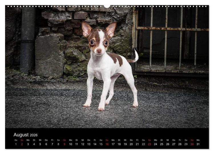 Produktbild: Chihuahuas - Cool and Cute (Wandkalender 2026 DIN A2 quer), CALVENDO Monatskalender