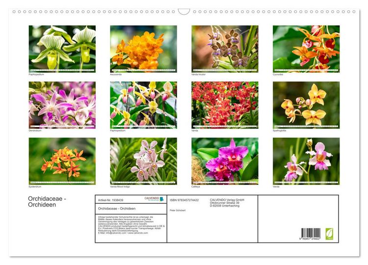 Produktbild: Orchidaceae - Orchideen (Wandkalender 2026 DIN A2 quer), CALVENDO Monatskalender