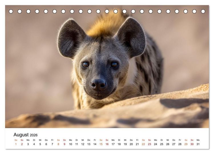 Produktbild: Hy&auml;nen - Afrikas geheimnisvolle J&auml;ger (Tischkalender 2026 DIN A5 quer), CALVENDO Monatskalender