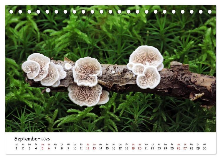 Produktbild: Pilzgalerie - Die bunte Welt der Baumpilze (Tischkalender 2026 DIN A5 quer), CALVENDO Monatskalender