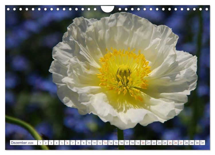 Produktbild: MOHNBL&Uuml;TEN (Wandkalender 2026 DIN A4 quer), CALVENDO Monatskalender
