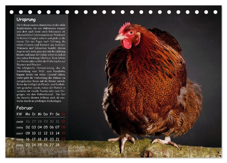 Produktbild: Von der Einzigartigkeit der H&uuml;hner 2026 (Tischkalender 2026 DIN A5 quer), CALVENDO Monatskalender