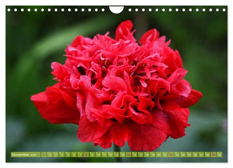 Produktbild: Mohn Tage (Wandkalender 2026 DIN A4 quer), CALVENDO Monatskalender