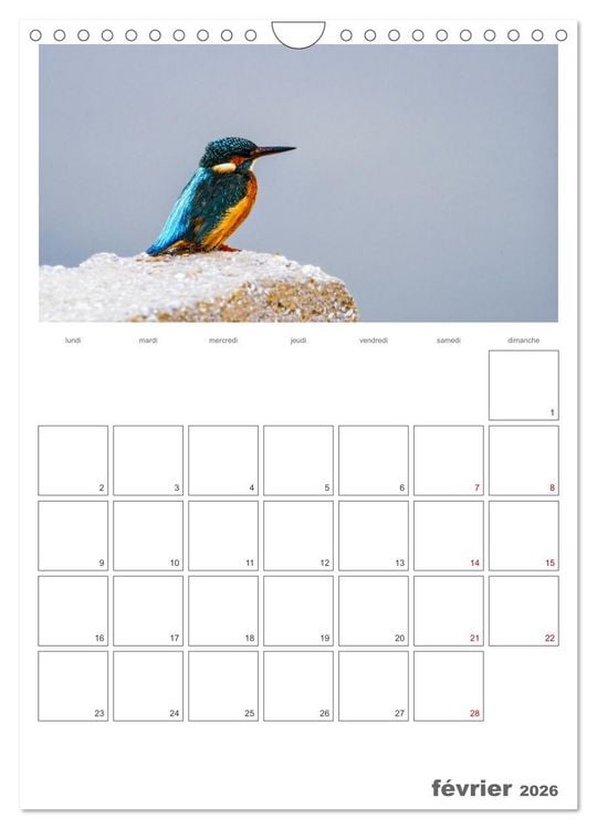 Produktbild: Notre nature sauvage, oiseaux aquatiques d'Europe (Calendrier mural 2026 DIN A4 horizontal), CALVENDO calendrier mensuel