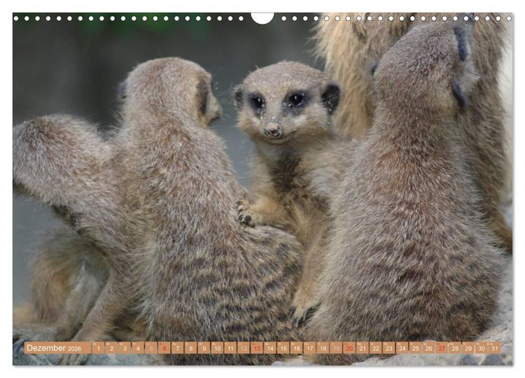 Produktbild: Erdm&auml;nnchen Familienbande (Wandkalender 2026 DIN A3 quer), CALVENDO Monatskalender
