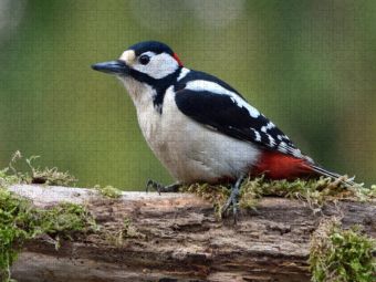 Produktbild: CALVENDO Puzzle Buntspecht / Dendrocopos major / Great Spotted Woodpecker | 1000 Teile Lege-Gr&ouml;&szlig;e 64x48cm Foto-Puzzle f&uuml;r gl&uuml;ckliche Stunden