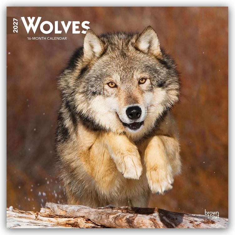 Produktbild: Wolves &ndash; W&ouml;lfe 2027 &ndash; 16-Monatskalender