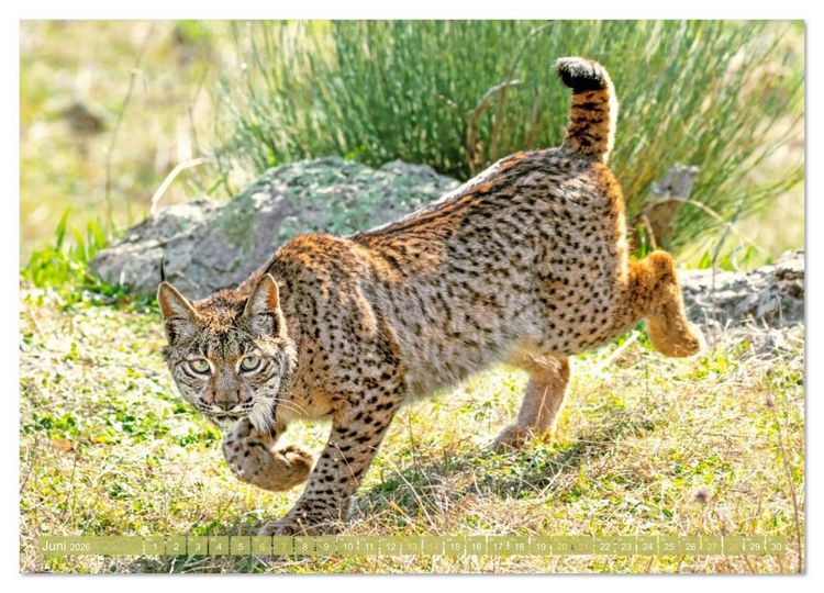 Produktbild: Raubkatzen: Geschmeidige J&auml;ger (hochwertiger Premium Wandkalender 2026 DIN A2 quer), Kunstdruck in Hochglanz
