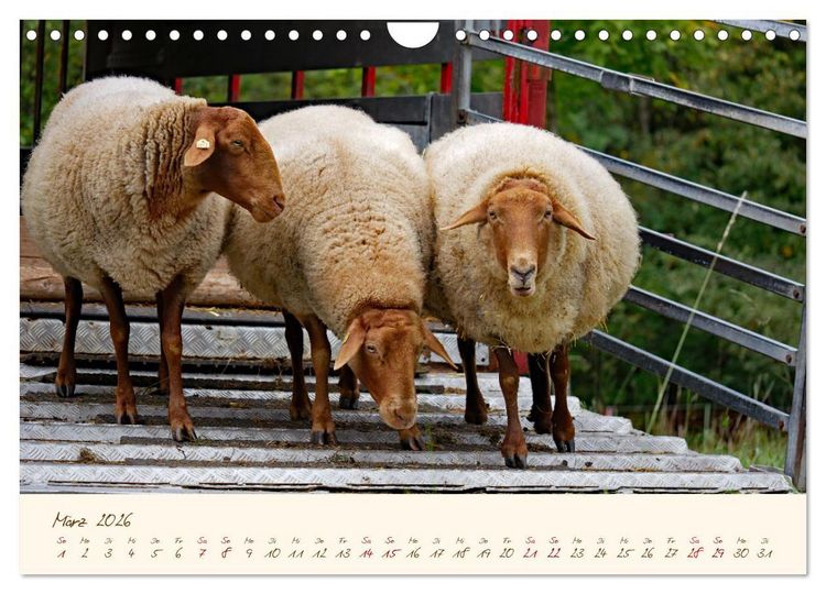 Produktbild: Coburger Fuchsschaf (Wandkalender 2026 DIN A4 quer), CALVENDO Monatskalender