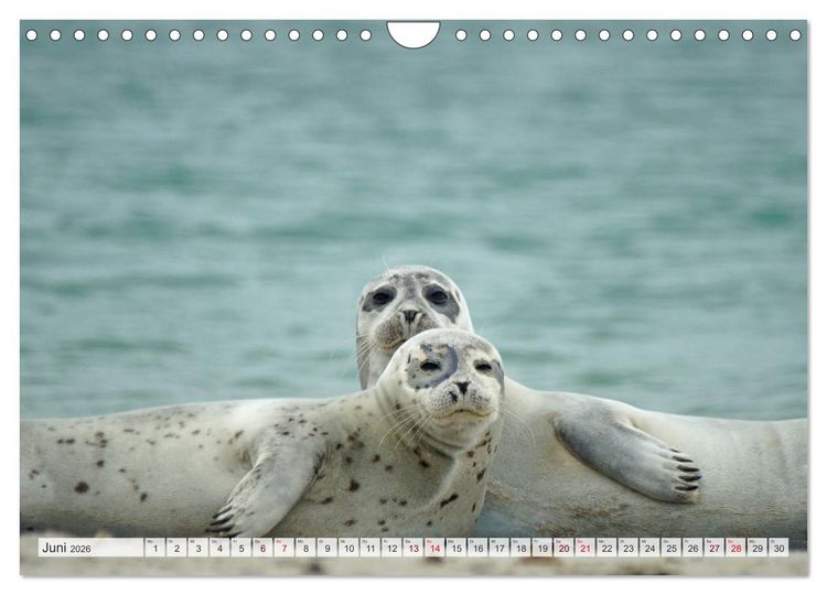 Produktbild: Guck mal ... Robben im Wattenmeer (Wandkalender 2026 DIN A4 quer), CALVENDO Monatskalender