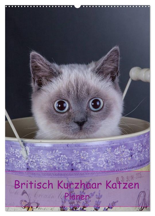 Produktbild: Britisch Kurzhaar Katzen - Planer (Wandkalender 2026 DIN A2 hoch), CALVENDO Monatskalender