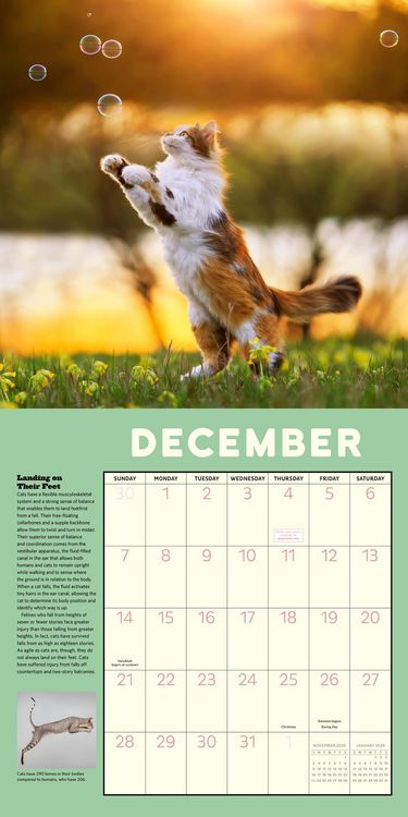 Produktbild: Workman Calendars: How to Speak Cat Wall Calendar 2025