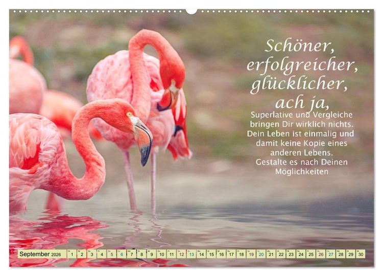 Produktbild: Spruchkalender - schau rein (hochwertiger Premium Wandkalender 2026 DIN A2 quer), Kunstdruck in Hochglanz