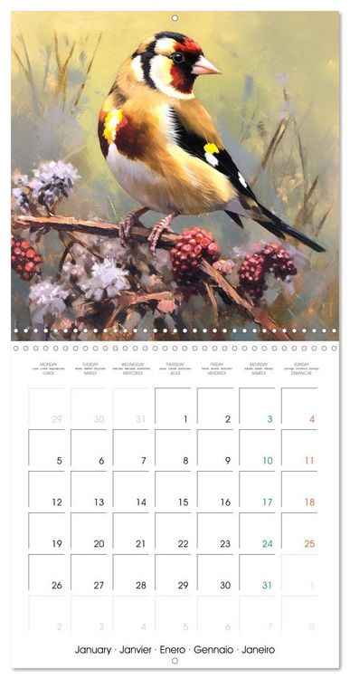 Produktbild: Ailes en sc&egrave;ne (Calendrier mural carr&eacute; 2026 30x30 cm) Calendrier double avec une page pour vos prises de notes