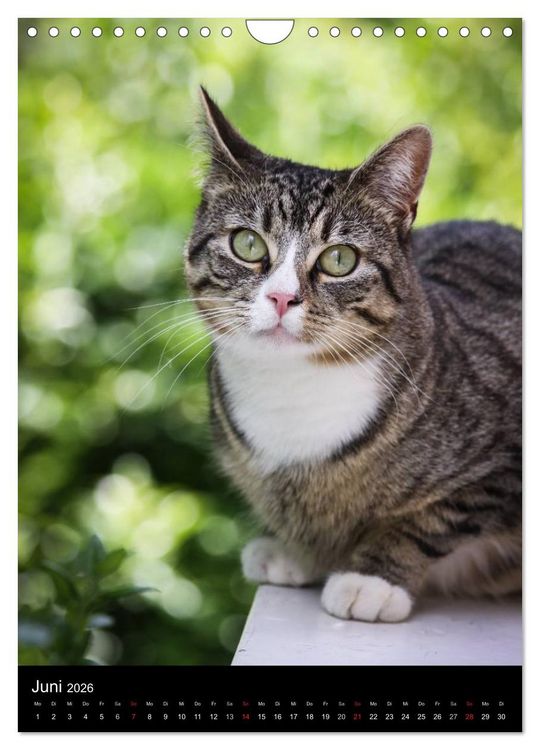 Produktbild: Stubentiger (Wandkalender 2026 DIN A4 hoch), CALVENDO Monatskalender