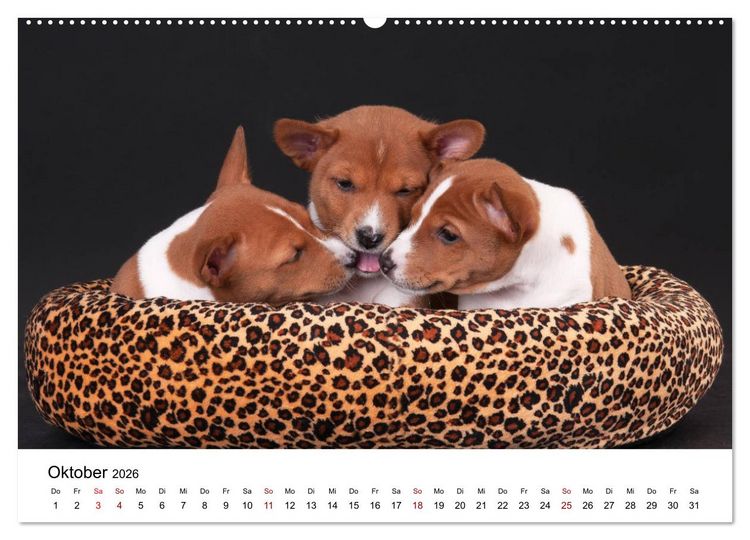 Produktbild: S&uuml;&szlig;e Basenji-Kinder (hochwertiger Premium Wandkalender 2026 DIN A2 quer), Kunstdruck in Hochglanz