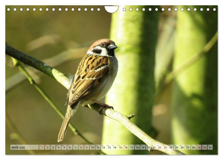 Produktbild: Jolis oiseaux de jardin (Calendrier mural 2026 DIN A4 vertical), CALVENDO calendrier mensuel