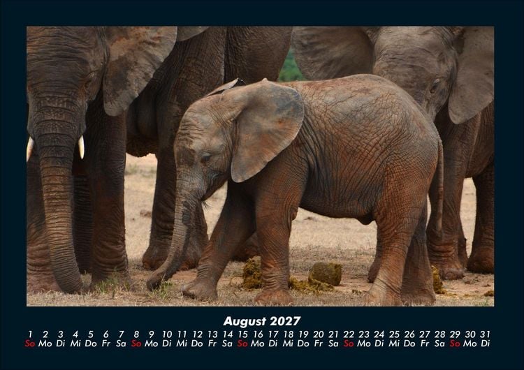 Produktbild: Welt der Tiere 2027 Fotokalender DIN A4