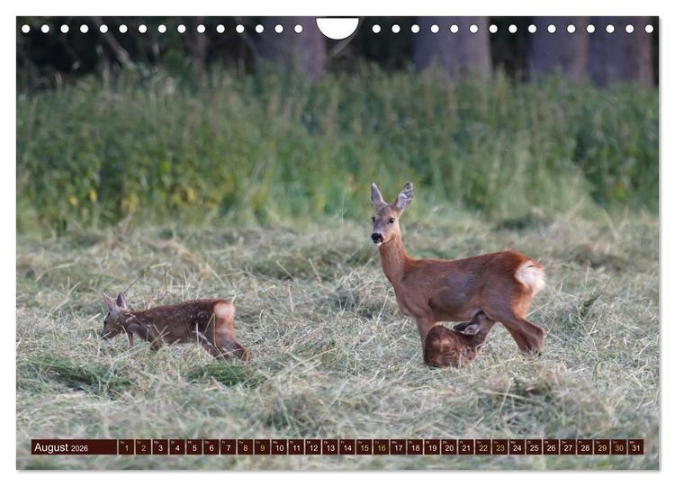 Produktbild: Zauberhafte Wesen - anmutiges Rehwild (Wandkalender 2026 DIN A4 quer), CALVENDO Monatskalender