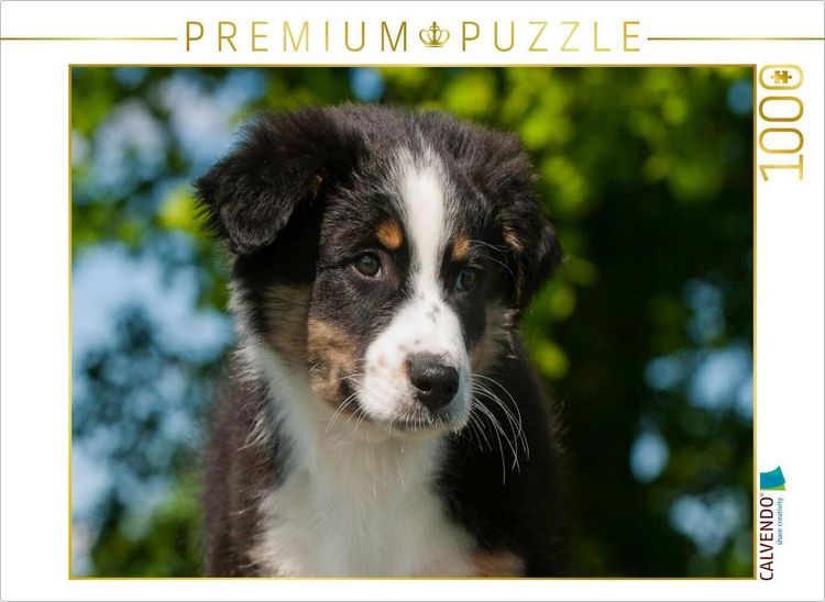 Produktbild: CALVENDO Puzzle Ein Motiv aus dem Kalender Bekannt wie ein bunter Hund. Australian Shepherd - Familienplaner hoch | 1000 Teile Lege-Gr&ouml;&szlig;e 64x48cm Foto