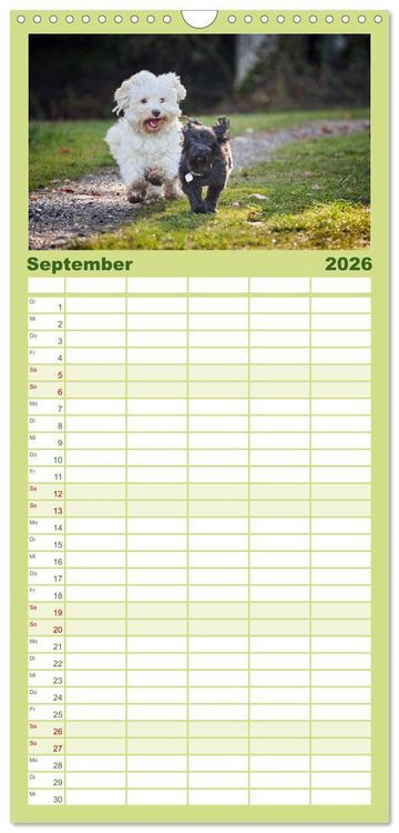 Produktbild: Familienplaner 2026 - Havaneser - Herz aus Gold mit 5 Spalten (Wandkalender, 21 x 45 cm) CALVENDO