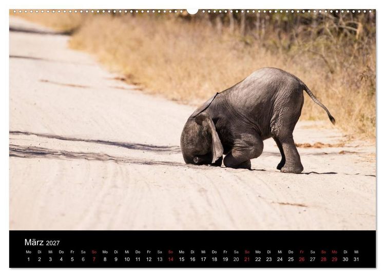 Produktbild: Elefanten - Die sanften Riesen Afrikas (Wandkalender 2027 DIN A2 quer), CALVENDO Monatskalender