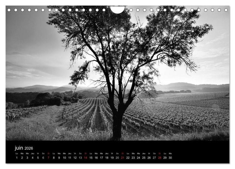 Produktbild: VIGNES DU SUD terroirs d'AOC (Calendrier mural 2026 DIN A4 vertical), CALVENDO calendrier mensuel