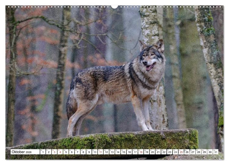 Produktbild: Tierwelt in den Canadian Rockies (hochwertiger Premium Wandkalender 2026 DIN A2 quer), Kunstdruck in Hochglanz