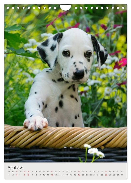 Produktbild: Hundewelpen (Wandkalender 2026 DIN A4 hoch), CALVENDO Monatskalender