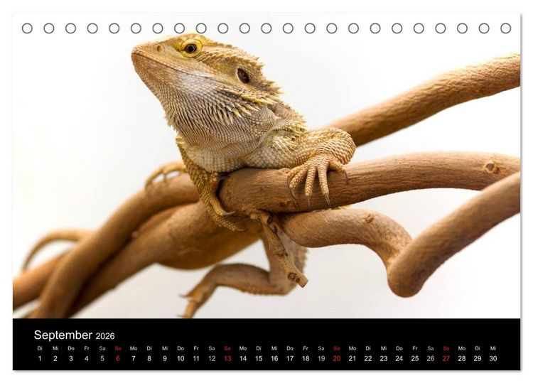 Produktbild: Reptilien & Co. (Tischkalender 2026 DIN A5 quer), CALVENDO Monatskalender