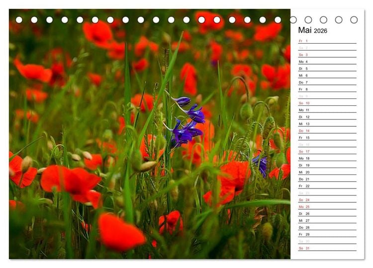 Produktbild: Ein Traum von Mohn (Tischkalender 2026 DIN A5 quer), CALVENDO Monatskalender