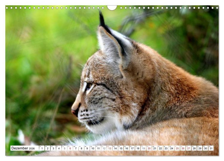 Produktbild: Der Luchs - Der J&auml;ger auf leisen Pfoten (Wandkalender 2026 DIN A3 quer), CALVENDO Monatskalender