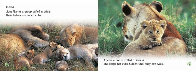 Produktbild: Big Cat Babies