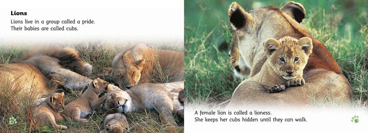 Produktbild: BIG CAT - BIG CAT BABIES