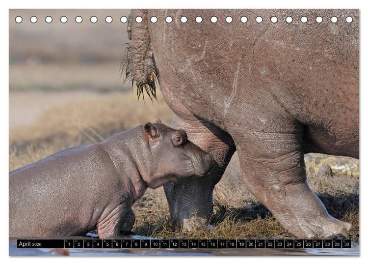 Produktbild: Magie des Augenblicks - Tierkinder - klein, aber wild (Tischkalender 2026 DIN A5 quer), CALVENDO Monatskalender