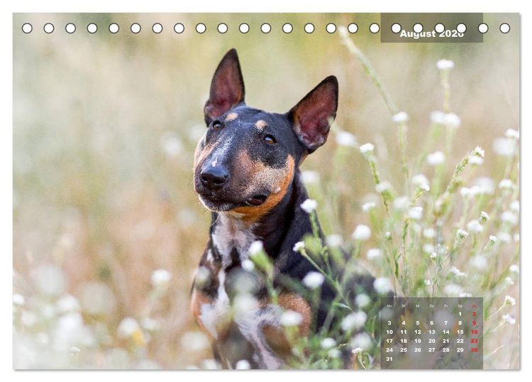 Produktbild: Typisch Bullterrier (Tischkalender 2026 DIN A5 quer), CALVENDO Monatskalender