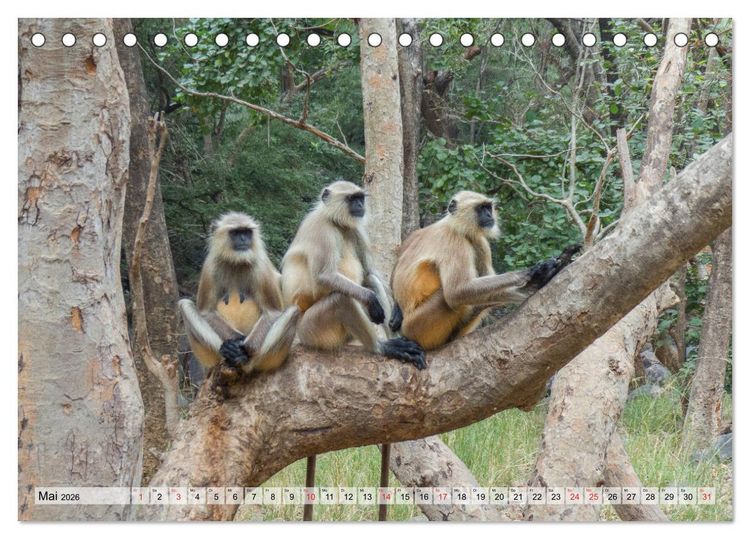 Produktbild: Indien - Eindrucksvoller Subkontinent (Tischkalender 2026 DIN A5 quer), CALVENDO Monatskalender