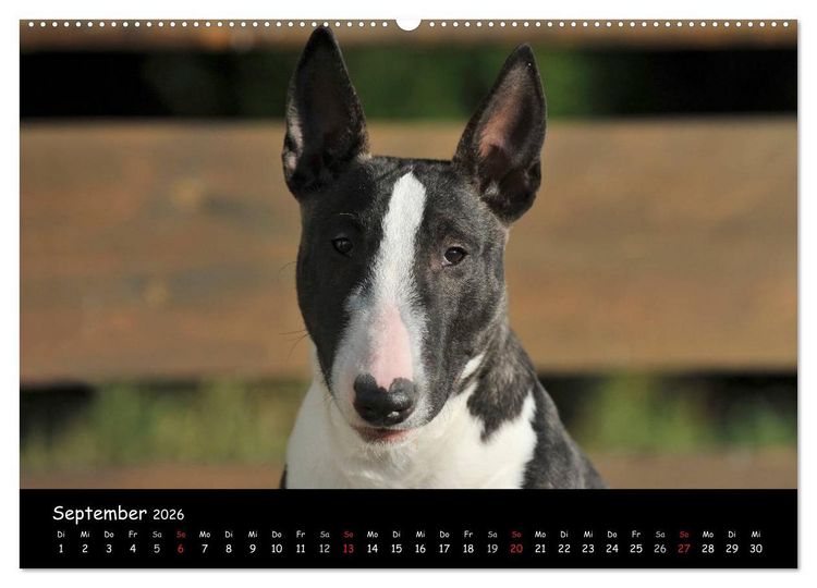 Produktbild: Bullterrier (Wandkalender 2026 DIN A2 quer), CALVENDO Monatskalender
